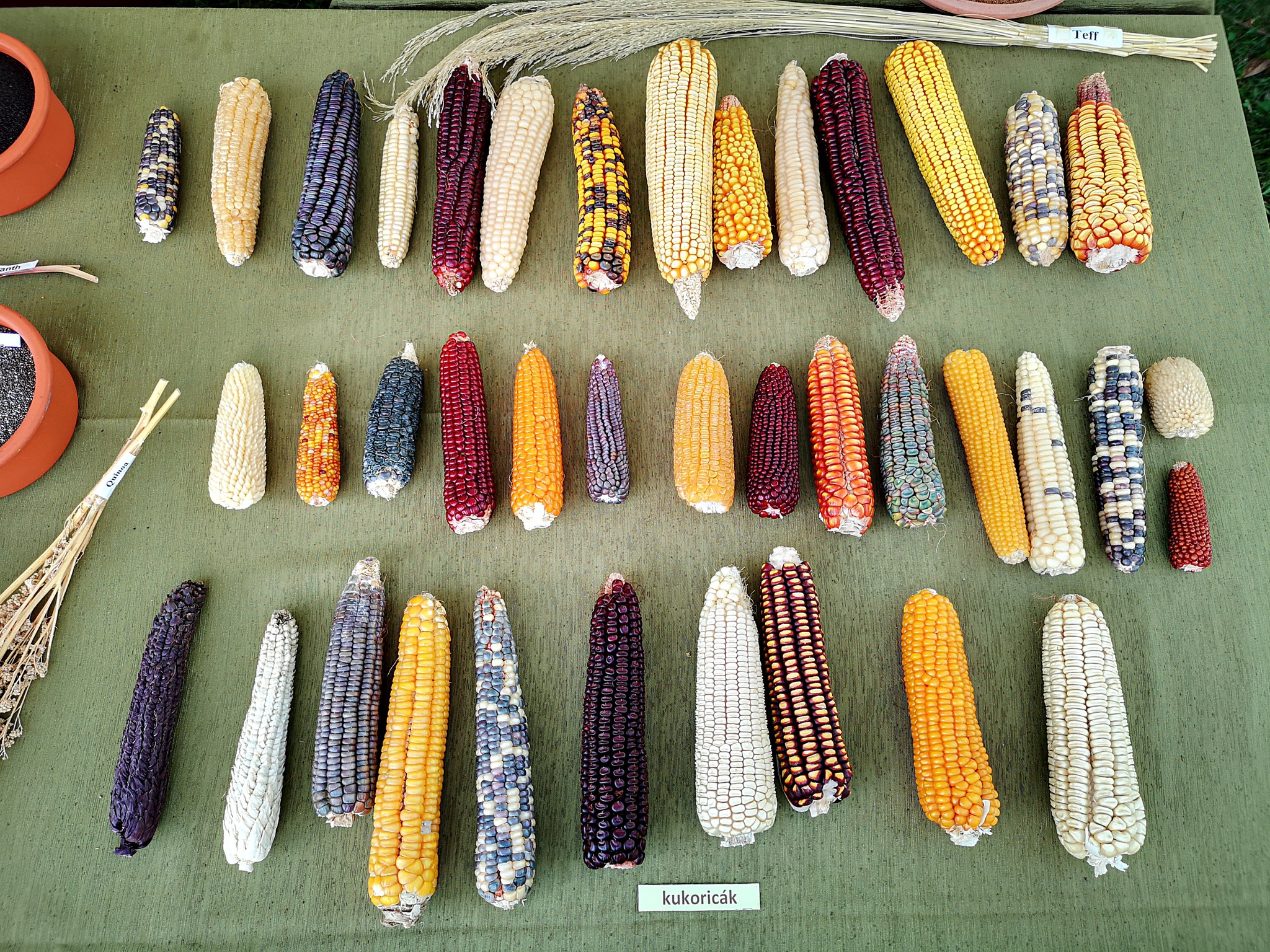 Agroecology Europe Forum 2025