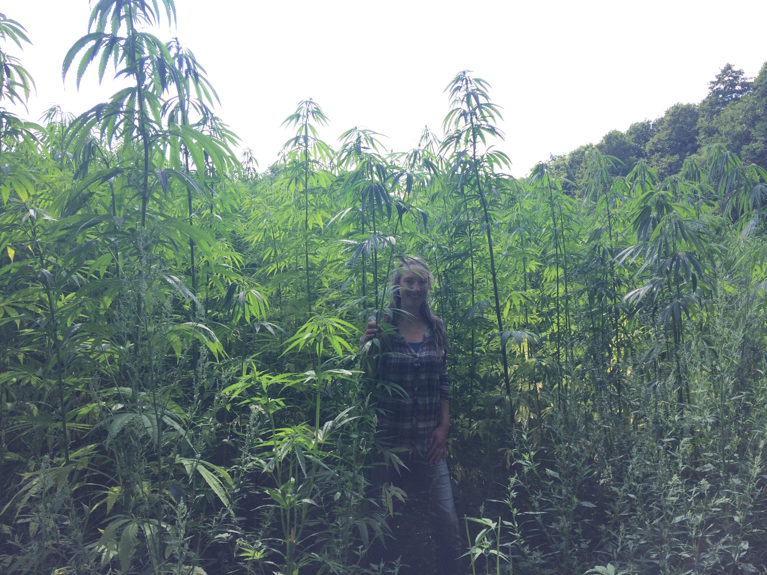 Mossagårdens natur- och hampastiftelse